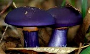 شگفت انگیز ترین قارچ های دنیا