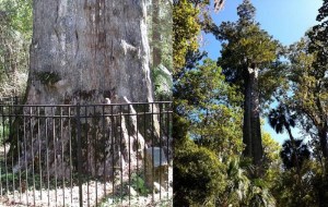 قدیمی ترین درختان جهان