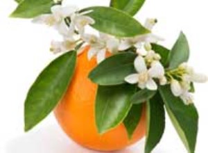بهار نارنج از دیدگاه طب سنتی
