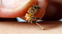 کاربردها و فواید زهر زنبور عسل