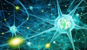 کمک به سلامت و تولید سلول های جدید مغزی