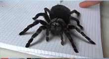 آموزش نقاشی سه بعدی عنکبوت