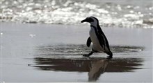 فرار دیدنی پنگوئن باهوش از مرگ!