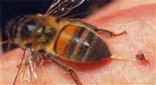 درمان بیماری‌ها با نیش زنبور!