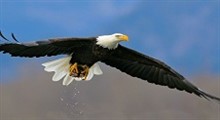 شنا کردن عقاب سر سفید در رودخانه