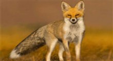 نجات یک روباه از استخر کشاورزی در پاکدشت