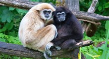 میمون دست دراز:نغمه خوانی قبل از طلوع آفتاب برای حفظ قلمرو