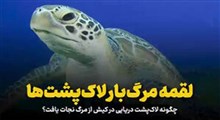لقمه مرگ‌بار لاک‌پشت‌ها