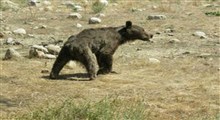 کوهنوردی خرس قهوه‌ای در آلپ ایران