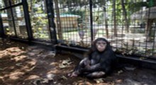 عکس العمل خنده‌دار شامپانزه به تقلید رفتارش!