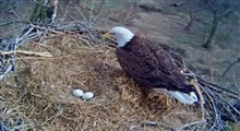 مراقبت عقاب مادر از تخم‌هایش در روز برفی!