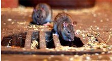 موش‌ها به یک ایالت در استرالیا حمله ور شدند!