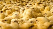 گرانی قیمت مرغ،چرا؟!