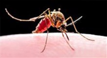 پشه مالاریا چگونه نیش میزند؟!