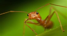 استفاده از زهر مورچه ها برای بقای زندگی