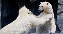 مقابله یک مرد روسی با دو خرس قطبی