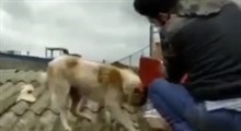 فیلمی زیبا از غذا رسانی به سگ‌ها توسط نیروهای جهادی