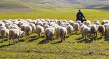 ابتکار چوپان چینی برای عبور دادن گوسفندان از خیابان