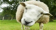 خیلی گوسفندی به روایت تصویر!
