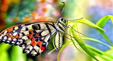 پروانه های منحصر به فرد در جهان