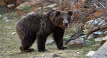 عملیات فرار دو خرس بازیگوش در پارک طبیعت قزوین!