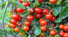 برداشت گوجه به روشی نوین