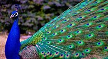 زیبایی خلقت خداوند در بال‌های طاووس