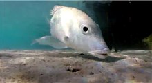 حرکات جالب ماهی ها در زیر آب