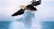 شکار کوسه توسط عقاب از ویدیوهای پربازدید در شبکه های اجتماعی