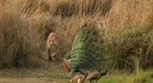 فرار دیدنی طاووس از چنگال ببر!