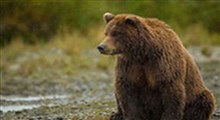احوالپرسی محیطبان از خرس مازندران!