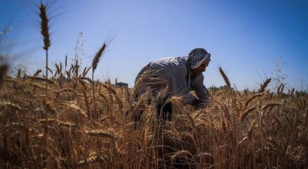 مدیرکل بحران وزارت جهاد کشاورزی: پرداخت خسارت کشاورزان خوزستانی تا ماه آینده