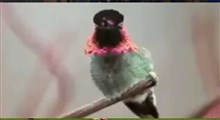 پرنده زیبای ۶۲ رنگی