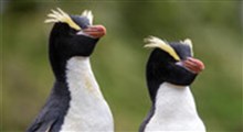 رفتار جالب یک نظافتچی باغ‌وحش با پنگوئن ها!