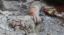 تاکنون چه تعداد کودک ایرانی و لبنانی شهید شده‌اند؟