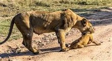 تلاش جالب مادر برای نجات فرزندش از مرگ!