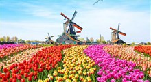طرح زیبای تولید کنندگان گل و گیاه هلندی با گل های فروش نرفته