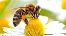 5 توانایی فوق العاده زنبور عسل