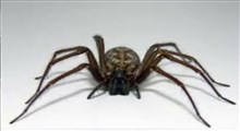 وحشت استرالیایی ها از حمله عنکبوتهای سمی!