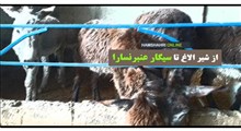 عجایب مزرعه پرورش الاغ در یک قدمی تهران