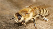 حمله زنبورها به گروه موسیقی در پخش زنده