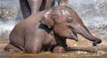 وقتی یک بچه فیل آب بازی می کند!
