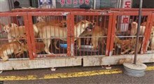 سنت سگ‌خوری در کره جنوبی ممنوع شد