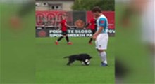 سگ فوتبالیست لایی زن!