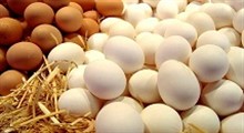 ورود تخم مرغ حلال به بازار اوکراین