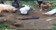 فیلمی جالب از برگزاری مراسم خاکسپاری یک سگ توسط اعضای گله‌اش