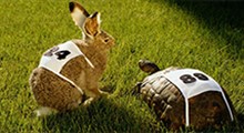مسابقه واقعی خرگوش و لاکپشت...!