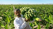 خسارات سیل به مزارع کشاورزی سیستان و بلوچستان