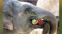 وقتی فیل هندوانه می خورد!