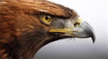 تصاویری عجیب از پلک زدن عقاب در نمایی آهسته
